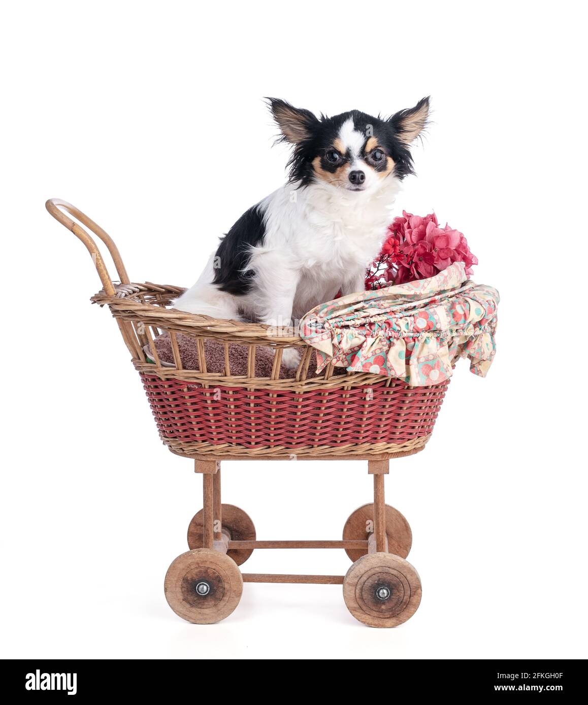 Chihuahua Dans Une Petite Voiture De Bebe Vintage Sur Fond Blanc Photo Stock Alamy