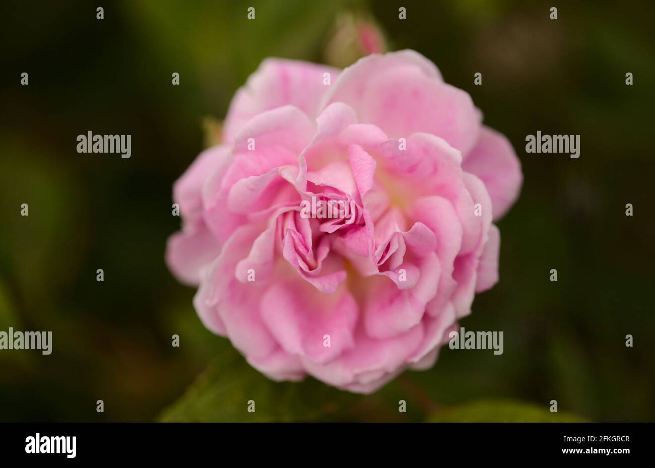 Rose vieux chou rose, entièrement ouvert, naturel macro floral fond Banque D'Images