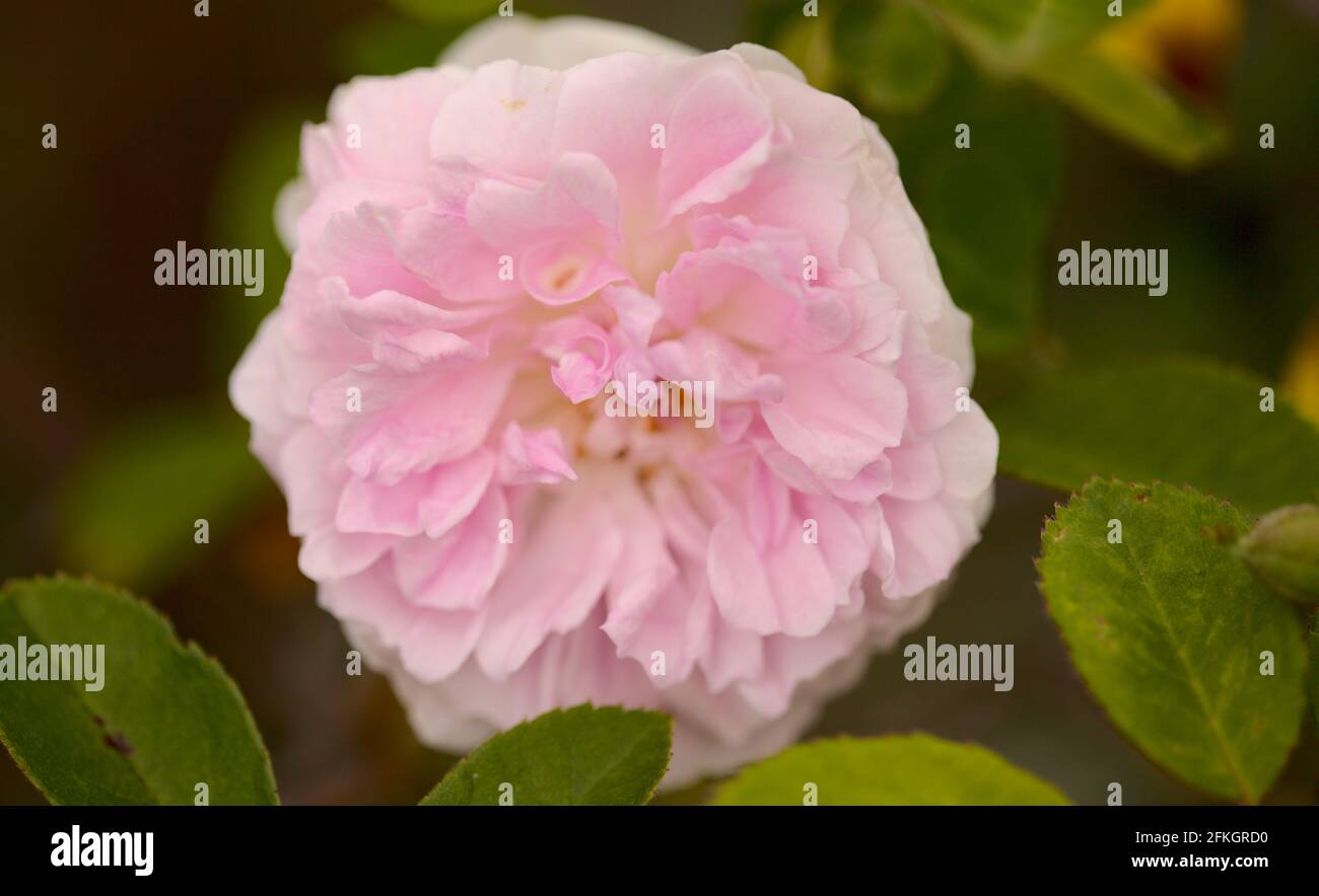 Rose vieux chou rose, entièrement ouvert, naturel macro floral fond Banque D'Images