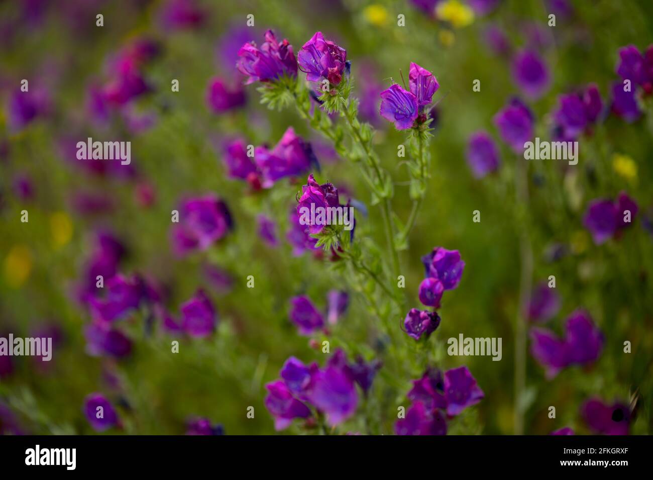 Flore de Gran Canaria - Echium plantagineum, malédiction de Paterson, fond floral macro naturel Banque D'Images