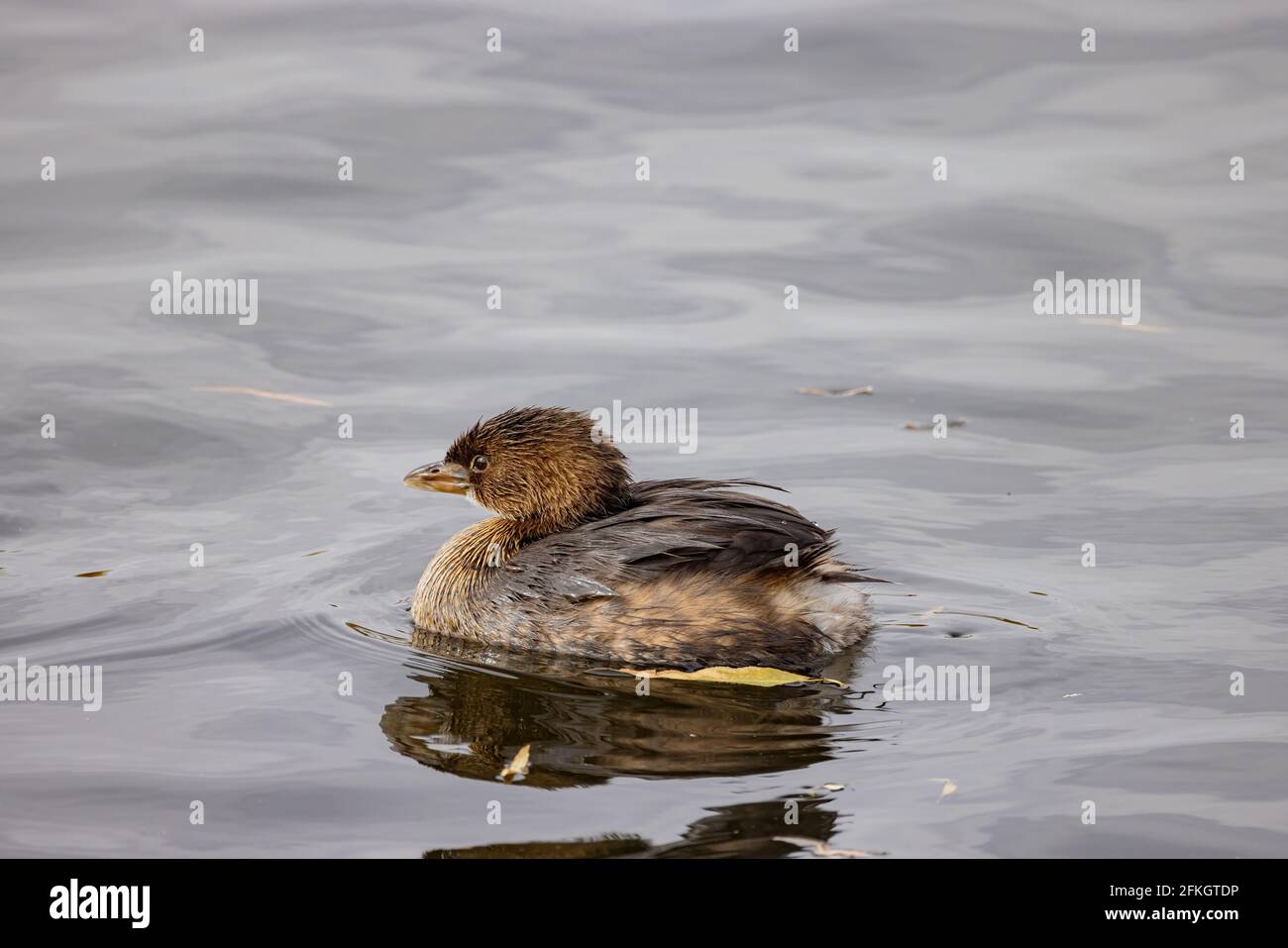 Gros plan de la baignade dans un étang de Las Vegas, Nevada, d'un joli grebe à bec de pied Banque D'Images