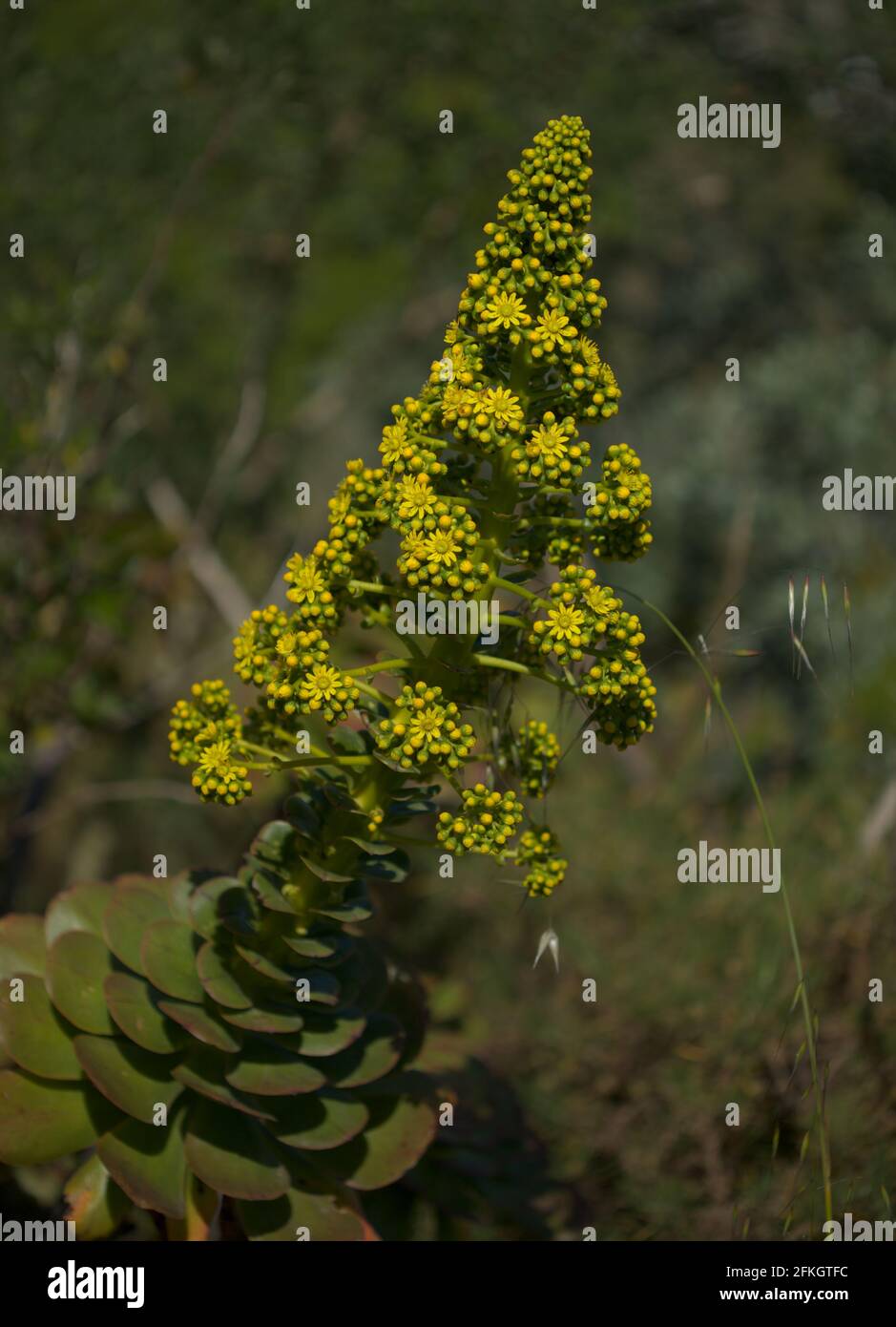Flore de Gran Canaria - forte inflorescence de l'Aeonium undulatum, succulente endémique à l'île fond macro floral naturel Banque D'Images