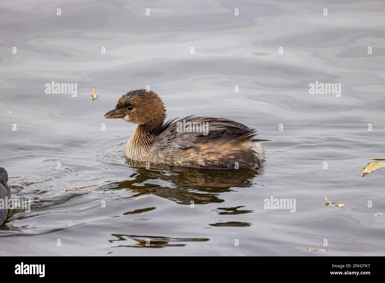 Gros plan de la baignade dans un étang de Las Vegas, Nevada, d'un joli grebe à bec de pied Banque D'Images