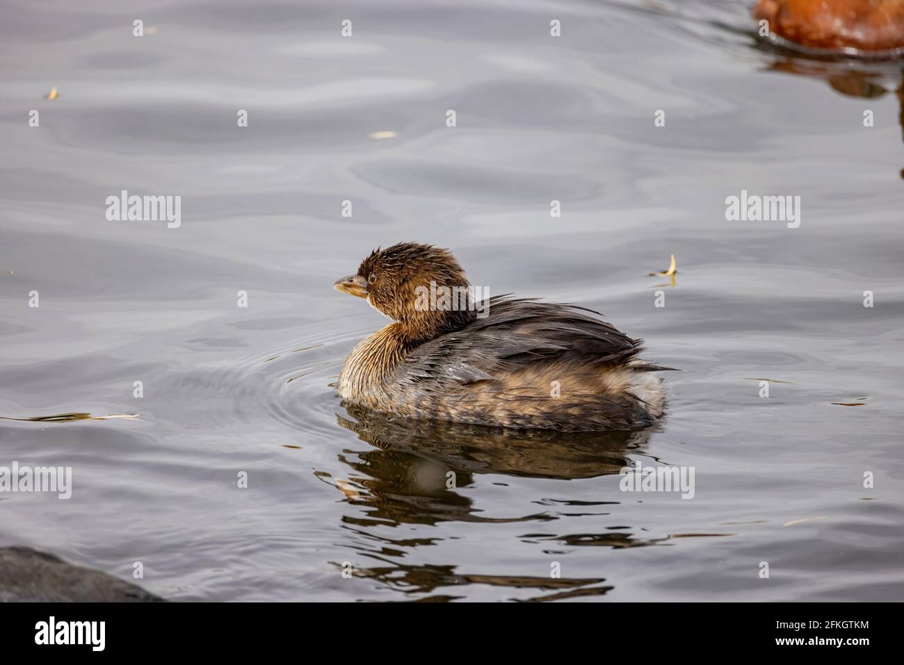 Gros plan de la baignade dans un étang de Las Vegas, Nevada, d'un joli grebe à bec de pied Banque D'Images