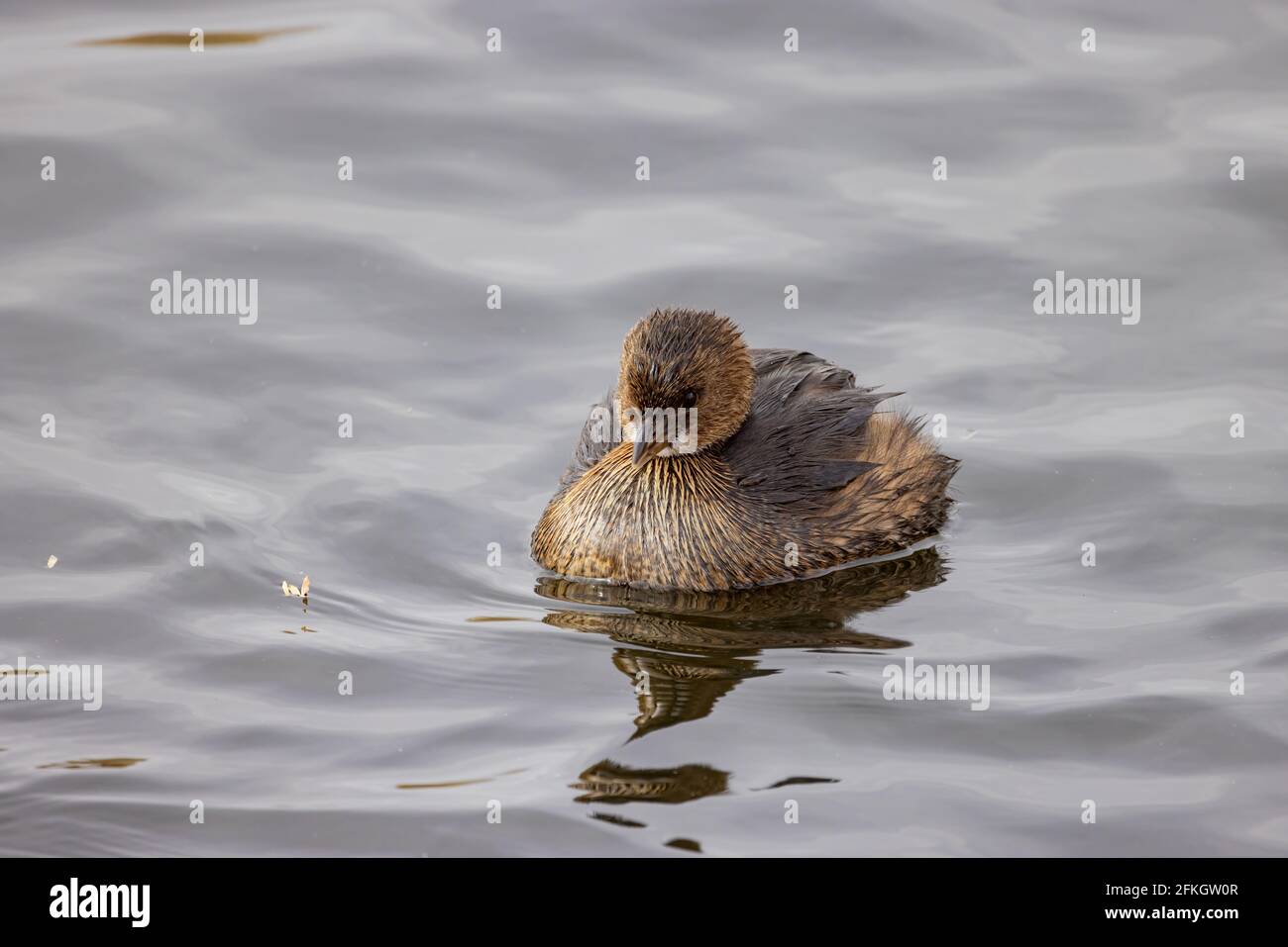 Gros plan de la baignade dans un étang de Las Vegas, Nevada, d'un joli grebe à bec de pied Banque D'Images