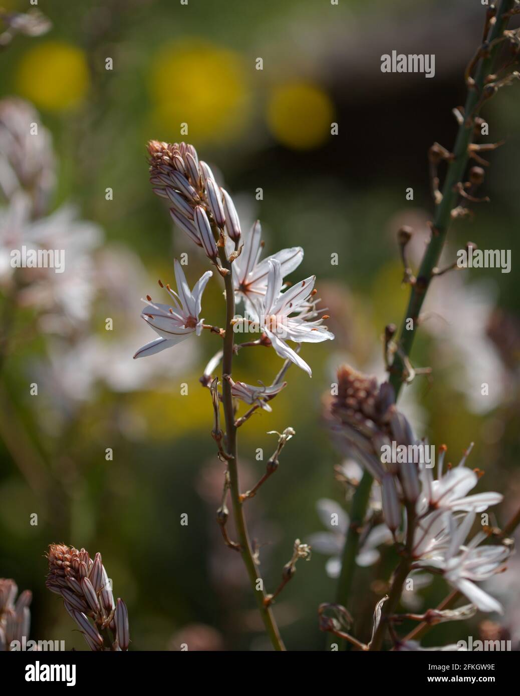 Flore de Gran Canaria - Asphodelus ramosus, également connu sous le nom d'asphodel ramifié fond floral Banque D'Images
