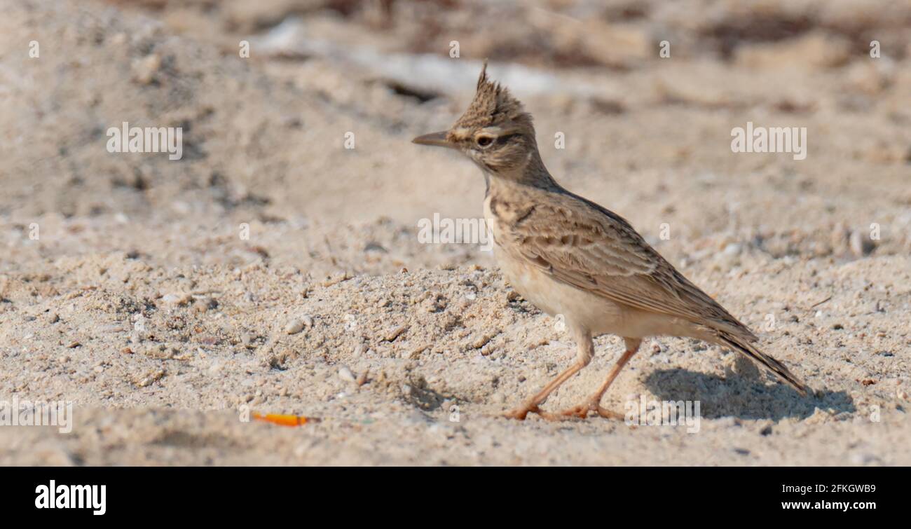 Un Lark à crête (Galerida cristata) .tir en courant sur le sable du Qatar pendant début de la saison d'hiver Banque D'Images