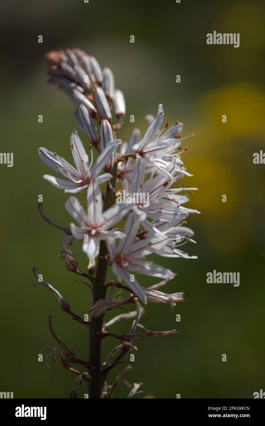 Flore de Gran Canaria - Asphodelus ramosus, également connu sous le nom d'asphodel ramifié fond floral Banque D'Images