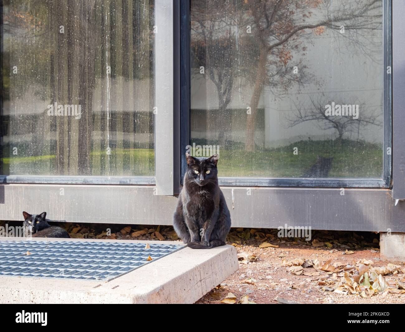 Gros plan de chat noir mignon debout à Las Vegas, Nevada Banque D'Images