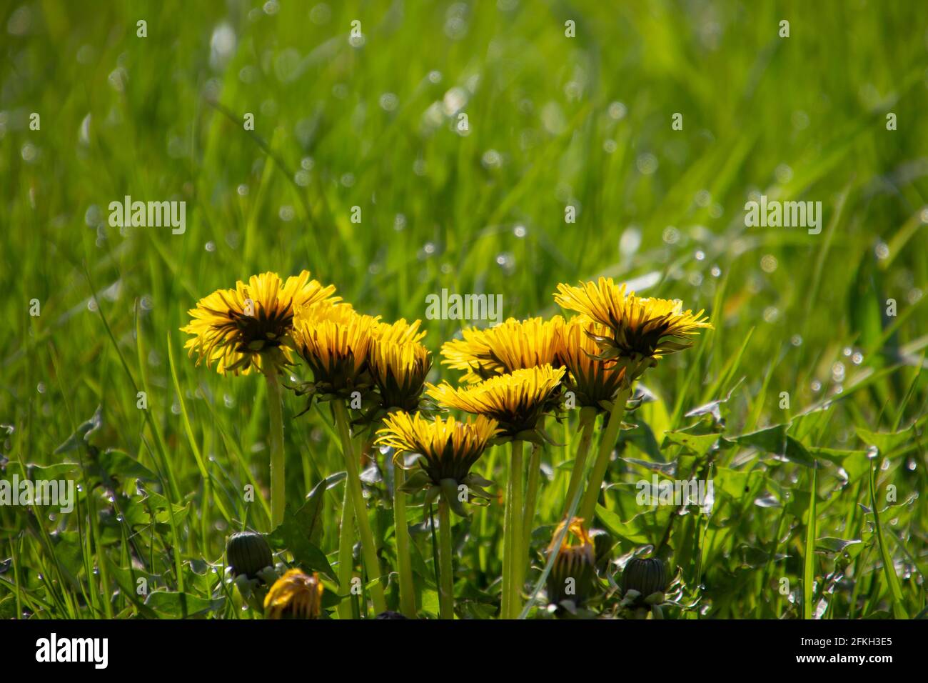 Vue latérale d'un bouquet de fleurs de pissenlit jaune vif dans l'herbe Banque D'Images