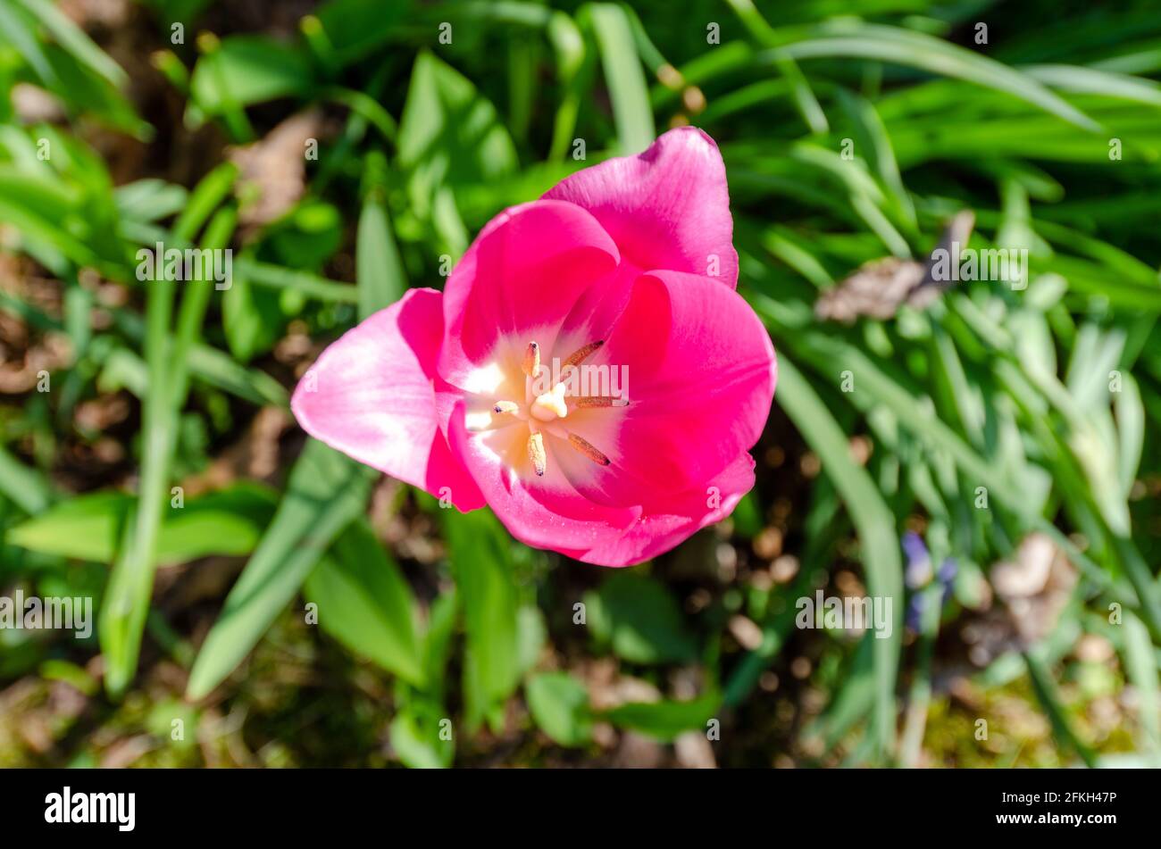 Floraison Garden Tulip un après-midi de printemps Banque D'Images