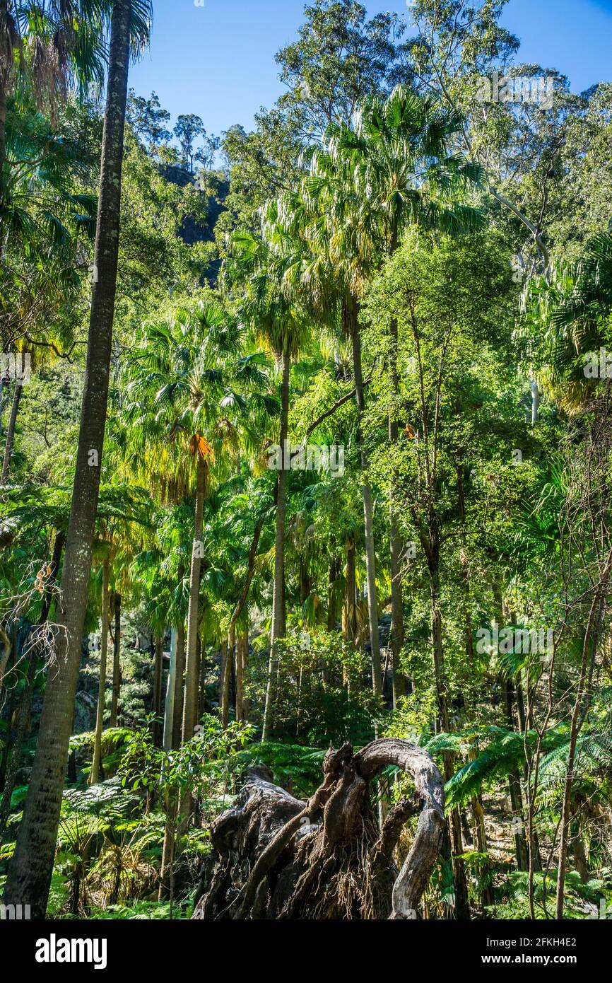 Forêt mixte d'eucalyptus et la célèbre Carnarvon Fan Palm au parc national de Carnarvon, dans la ceinture de grès du Queensland central, région de Maranoa, Queens Banque D'Images