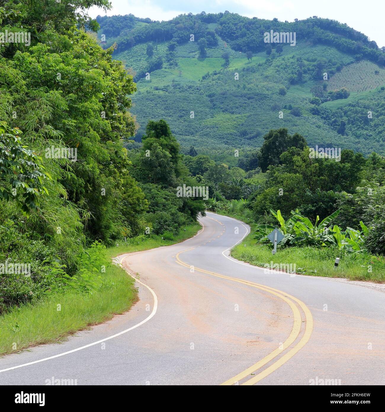 Route de campagne avec des courbes vert tropical forest Banque D'Images