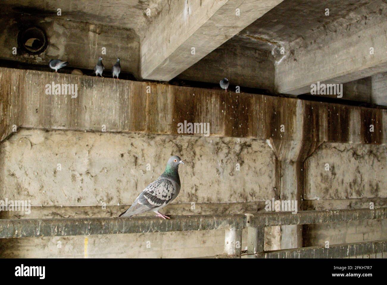 Pigeons dans le passage souterrain commun de cycliste piétonnier sous l'autoroute 101 En Mountain View - une route à vélo populaire pour Silicon Valley navetteurs Banque D'Images