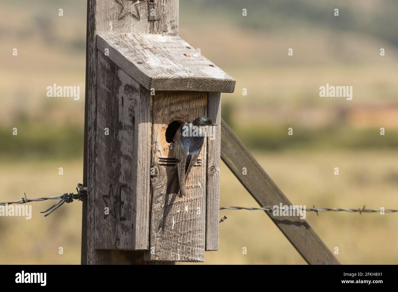 Swallow d'arbre imbriquant Banque D'Images