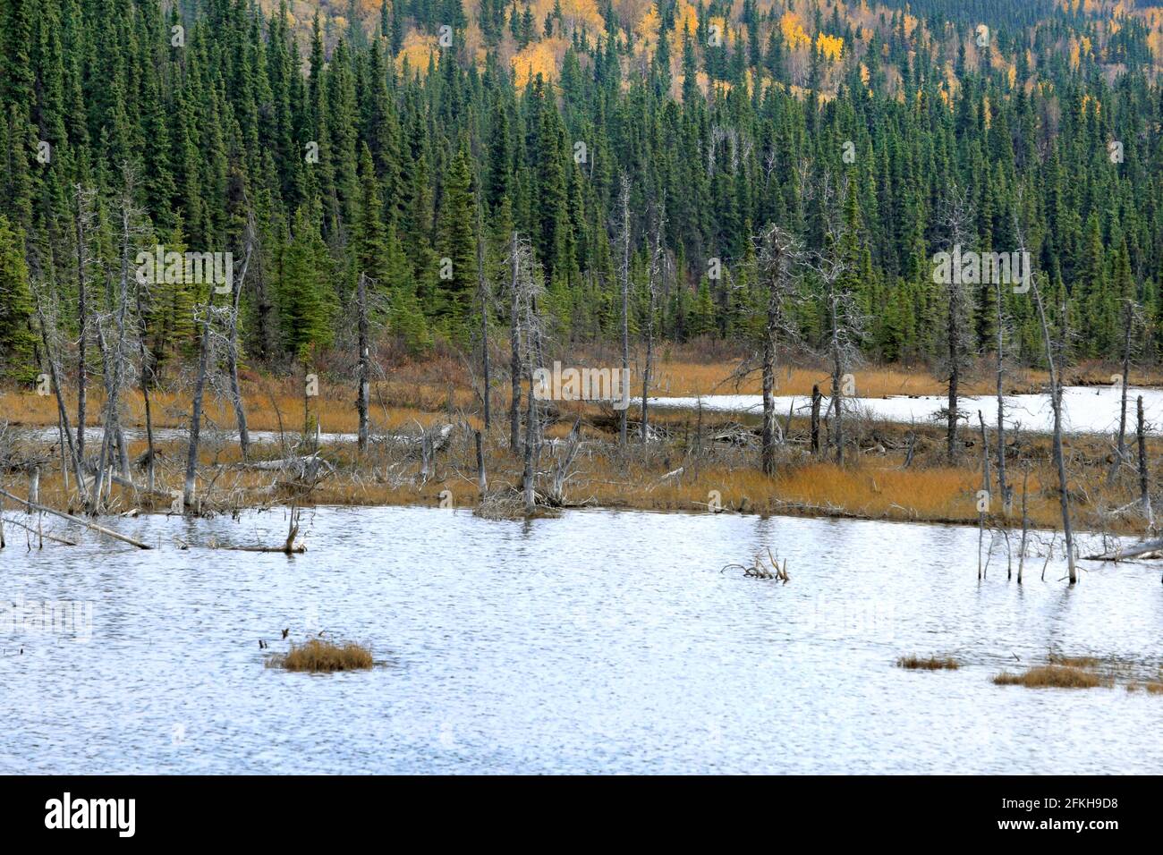 Marais et arbres près de Glennallen en Alaska, États-Unis Banque D'Images