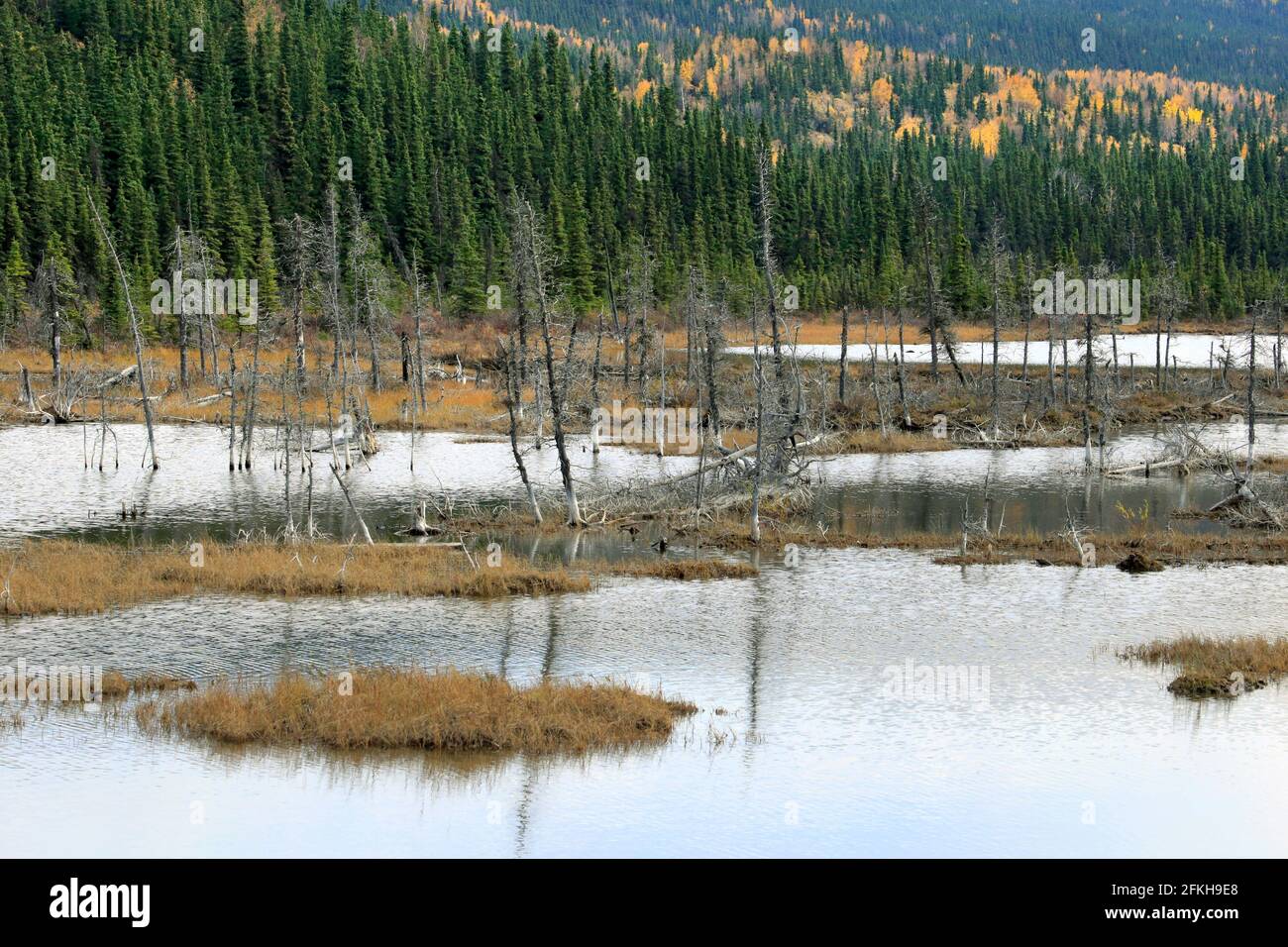 Marais et arbres près de Glennallen en Alaska, États-Unis Banque D'Images