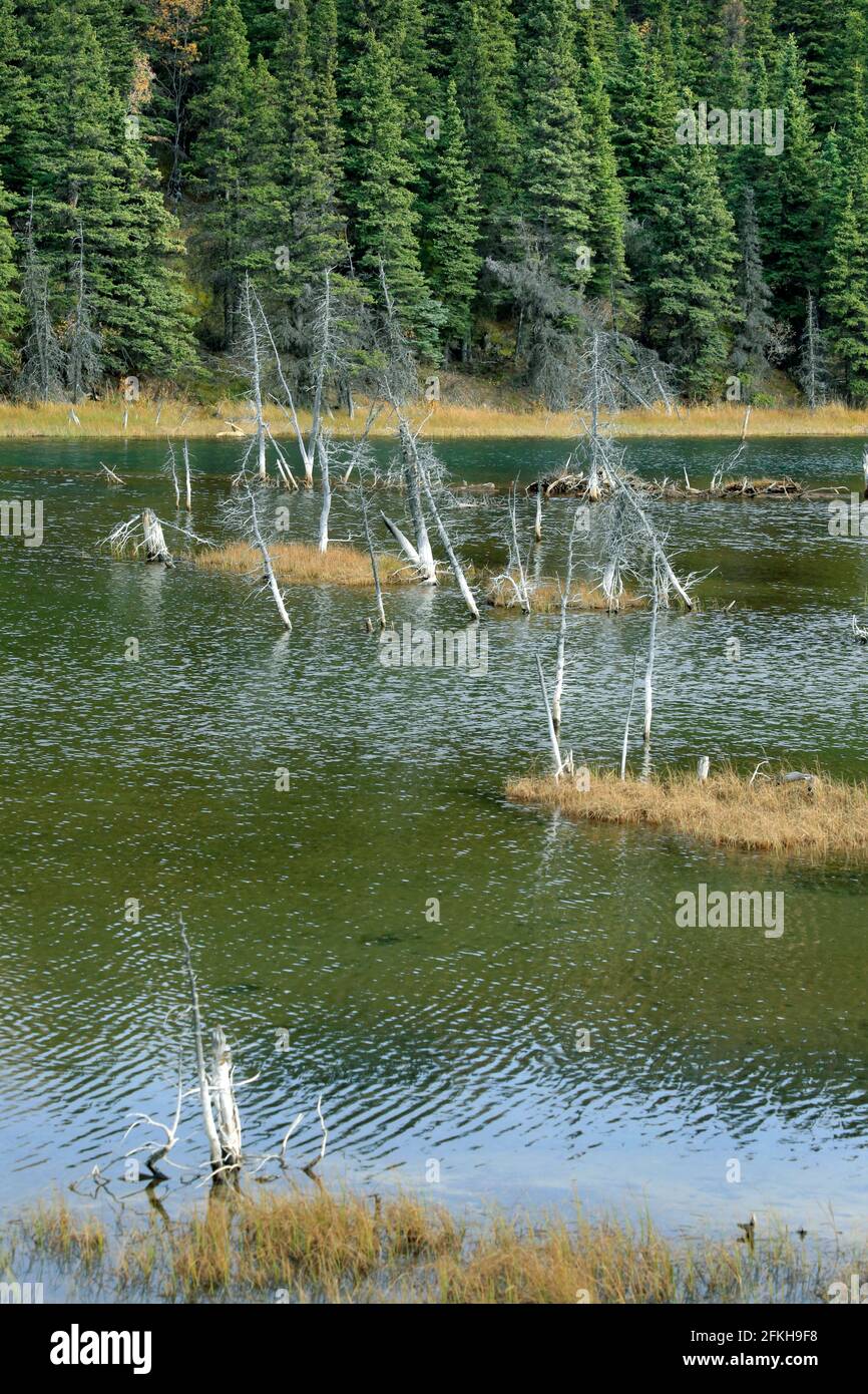 Marais et arbres près de Glennallen en Alaska, États-Unis Banque D'Images