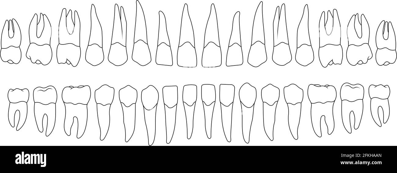 dossiers dentaires Illustration de Vecteur