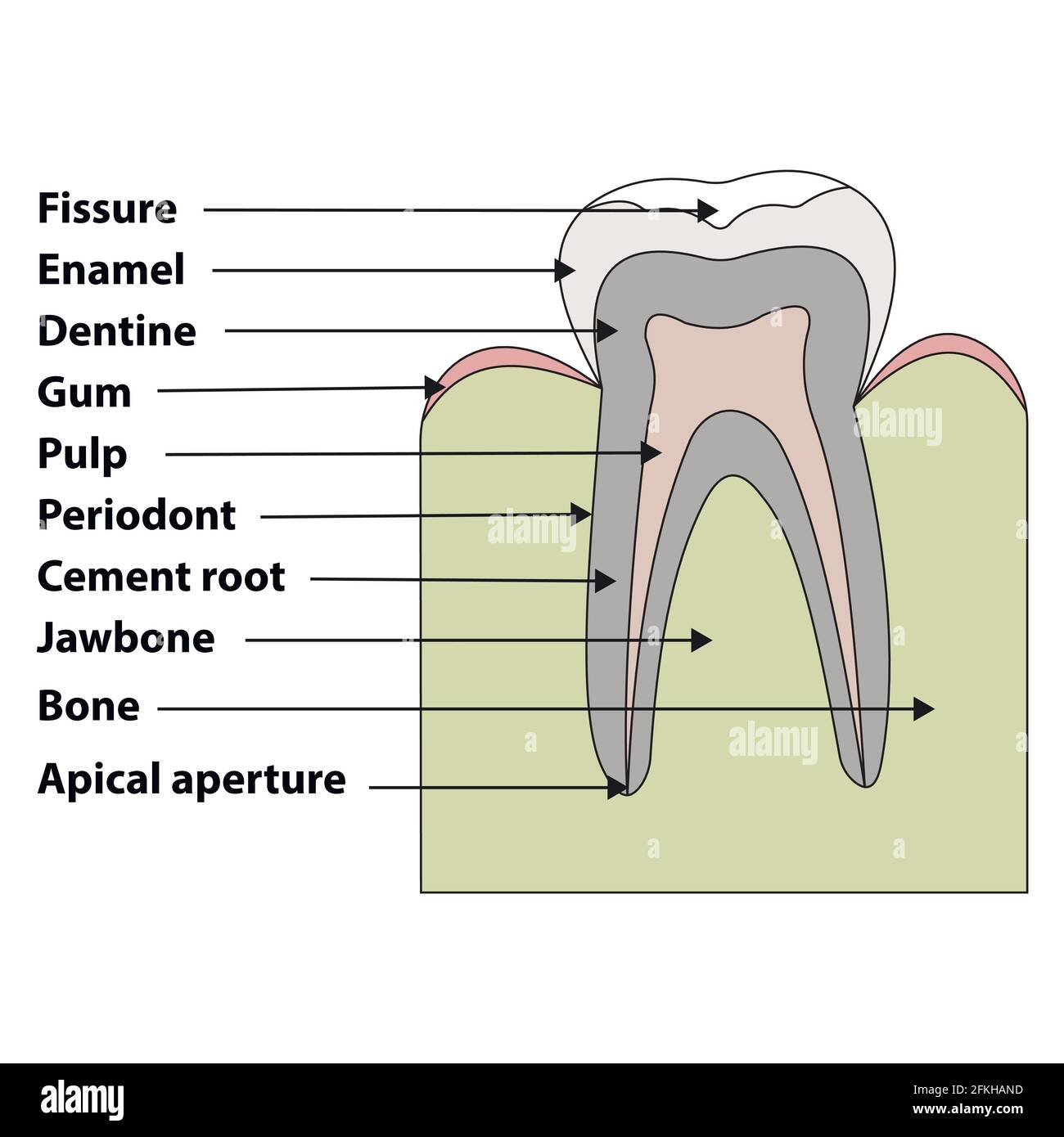 dent de structure Illustration de Vecteur