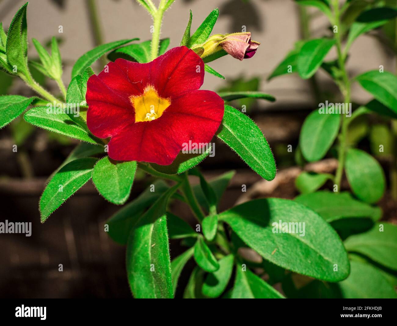 Gros plan de la fleur pétunia rouge-jaune. Banque D'Images
