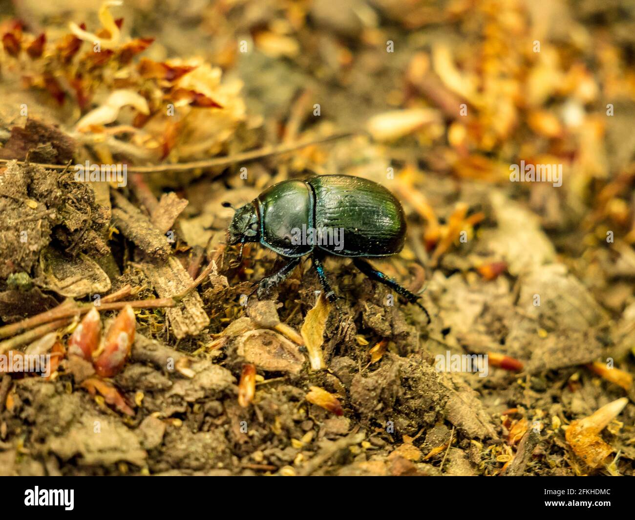 Le Dung Beetle - Anoplotrupes stercorosus - vue supérieure plus rapprochée Banque D'Images