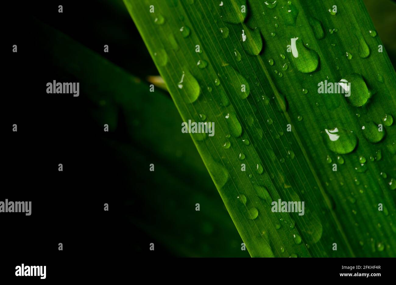 une goutte d'eau en gros plan sur un feuillage vert luxuriant après le rabinage. Banque D'Images