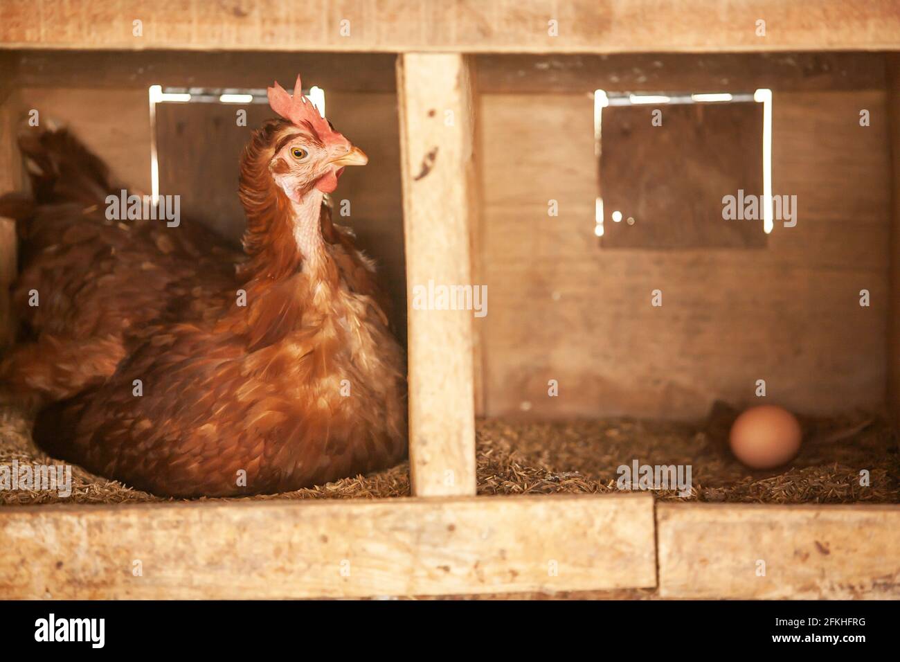 Une poule brune qui hache des œufs et un œuf dans la huche de riz nichent dans une maison de poule en bois. Gros plan. Maison de poule faite à la main. Poule domestique. Banque D'Images