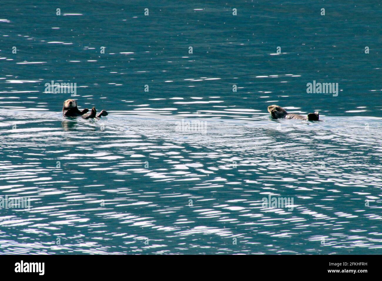 Loutre de mer nageant près de Kenai Fjords Alaska USA Banque D'Images