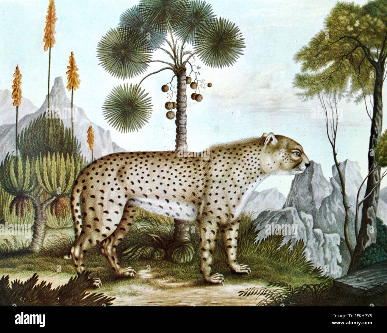 Aloys Zötl - le léopard - 1837 Banque D'Images