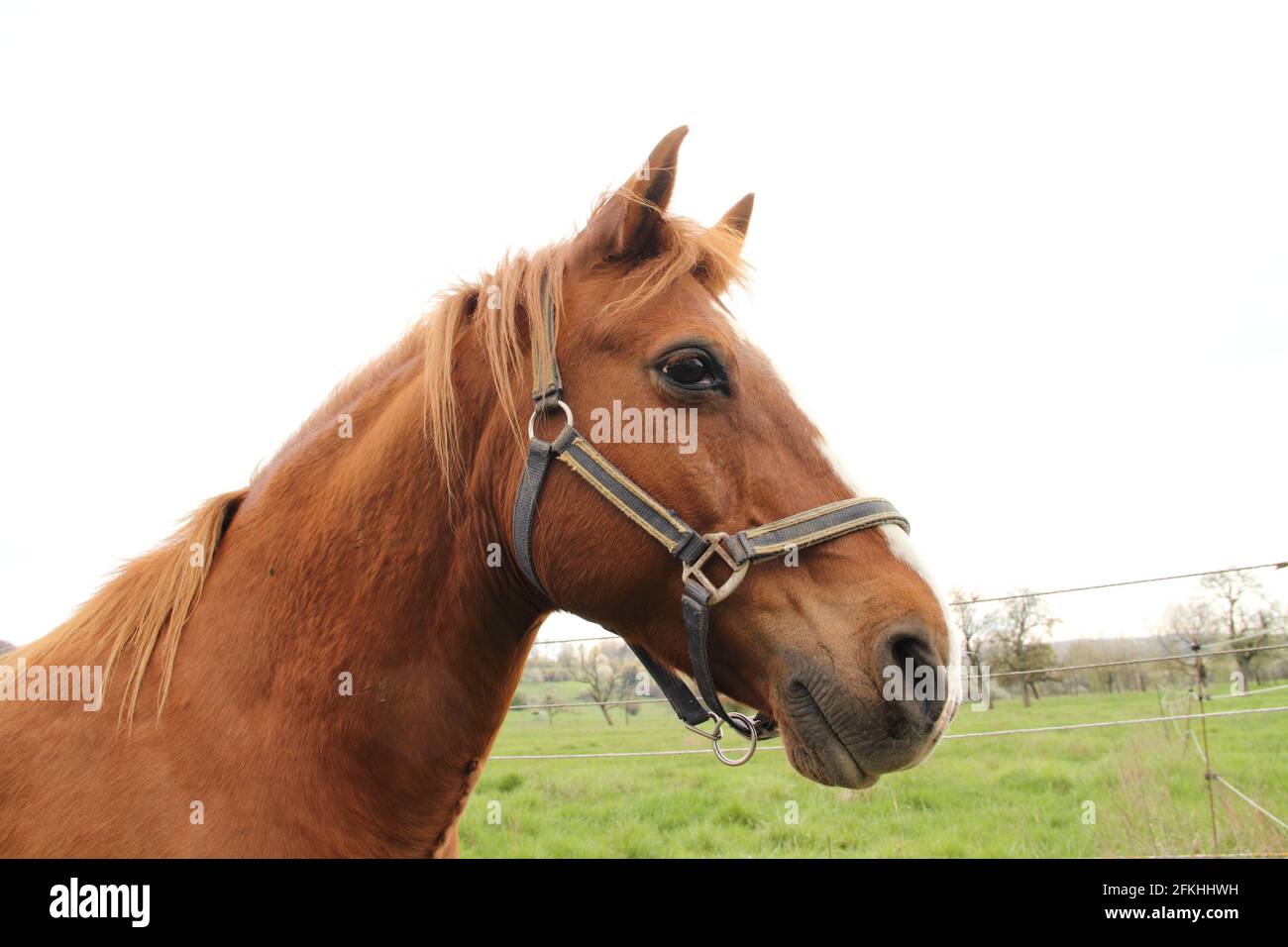 Un beau cheval dans le pâturage Banque D'Images