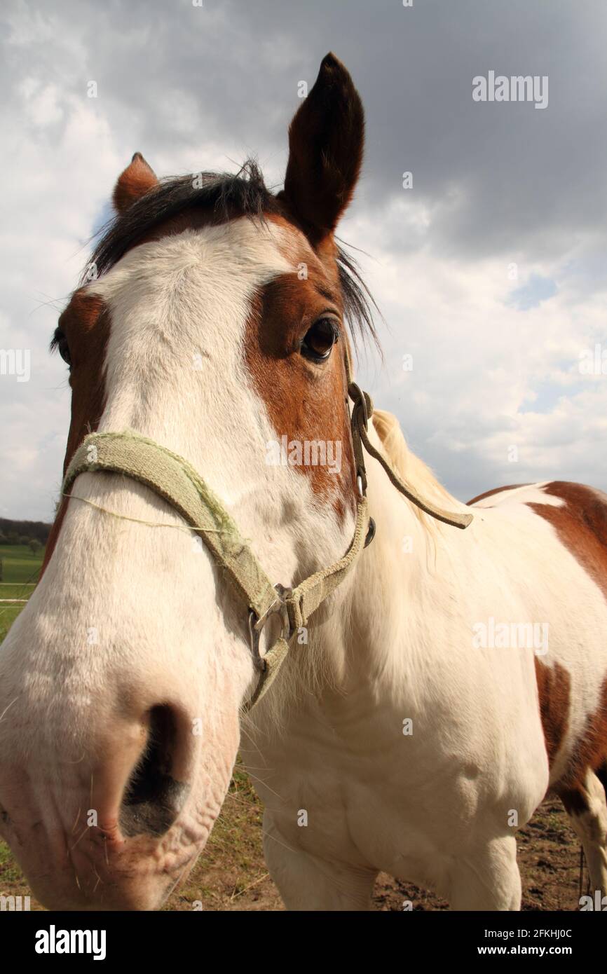 Un beau cheval dans le pâturage Banque D'Images