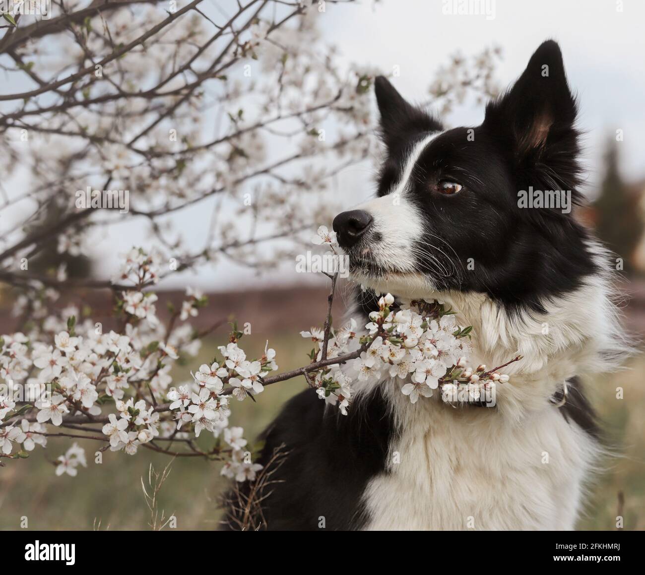 Jolie fleur à bordure avec effet latéral à côté de la fleur de flossom au printemps. Le chien noir et blanc regarde à gauche vers l'arbre à fleurs blanc. Banque D'Images