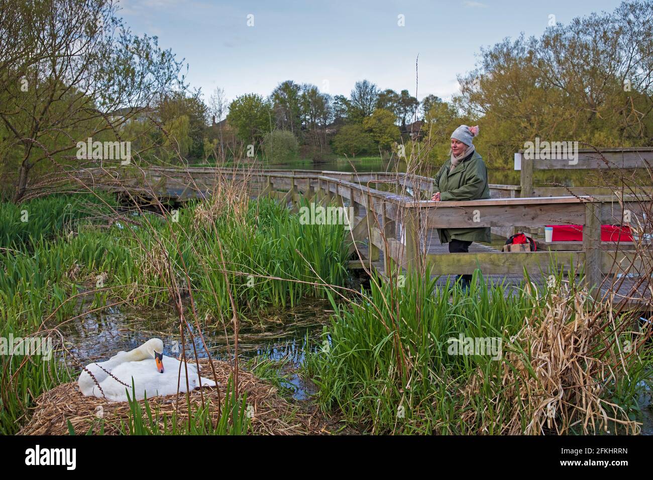 Parc Figgate, Édimbourg, Écosse, météo britannique. 2 mai 2021. Une vigile est en place pour protéger Mute Swan Bonnie, qui aurait 22 ans. Le 20 avril, son partenaire Clyde l'épi ne s'est pas bien passé après un grand combat avec le nouveau mâle qui niche sur l'île, blessé et souffrant d'une condition arthritique SPCA a dû l'euthanasier. Photo : Rosie de Figgate Friends @Figgate · Communauté qui prend son tour, ce qui pourrait s'élever à environ 6 heures par jour pour rechercher tout danger de la part d'autres animaux sauvages ou de personnes qui pourraient causer Bonnie à abandonner son nid. Banque D'Images