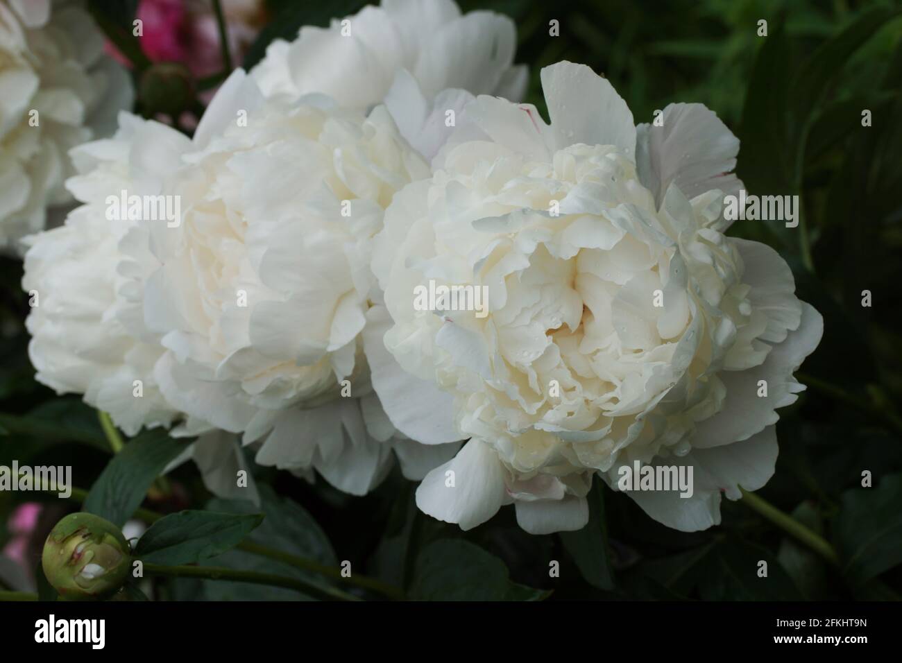 Corinne pivoine. Wersan Fleur de pivoine blanche double. Paeonia lactiflora pivoine chinoise (ou même jardin pivoine). Banque D'Images