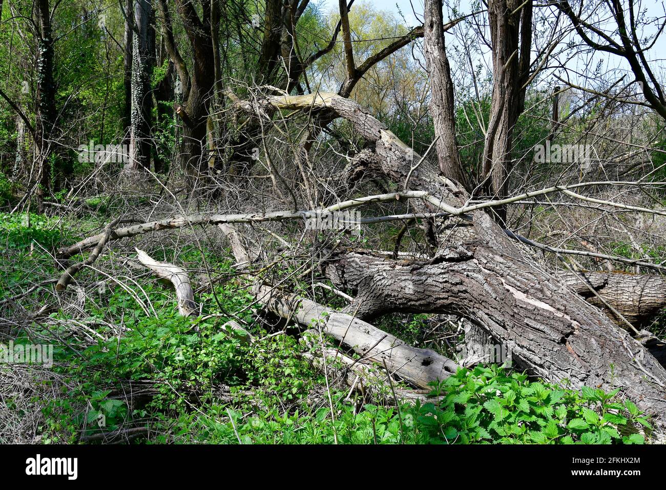 Autriche, arbres tombés et végétation de source dans la forêt riveraine du parc national Donau-Auen en Basse-Autriche Banque D'Images