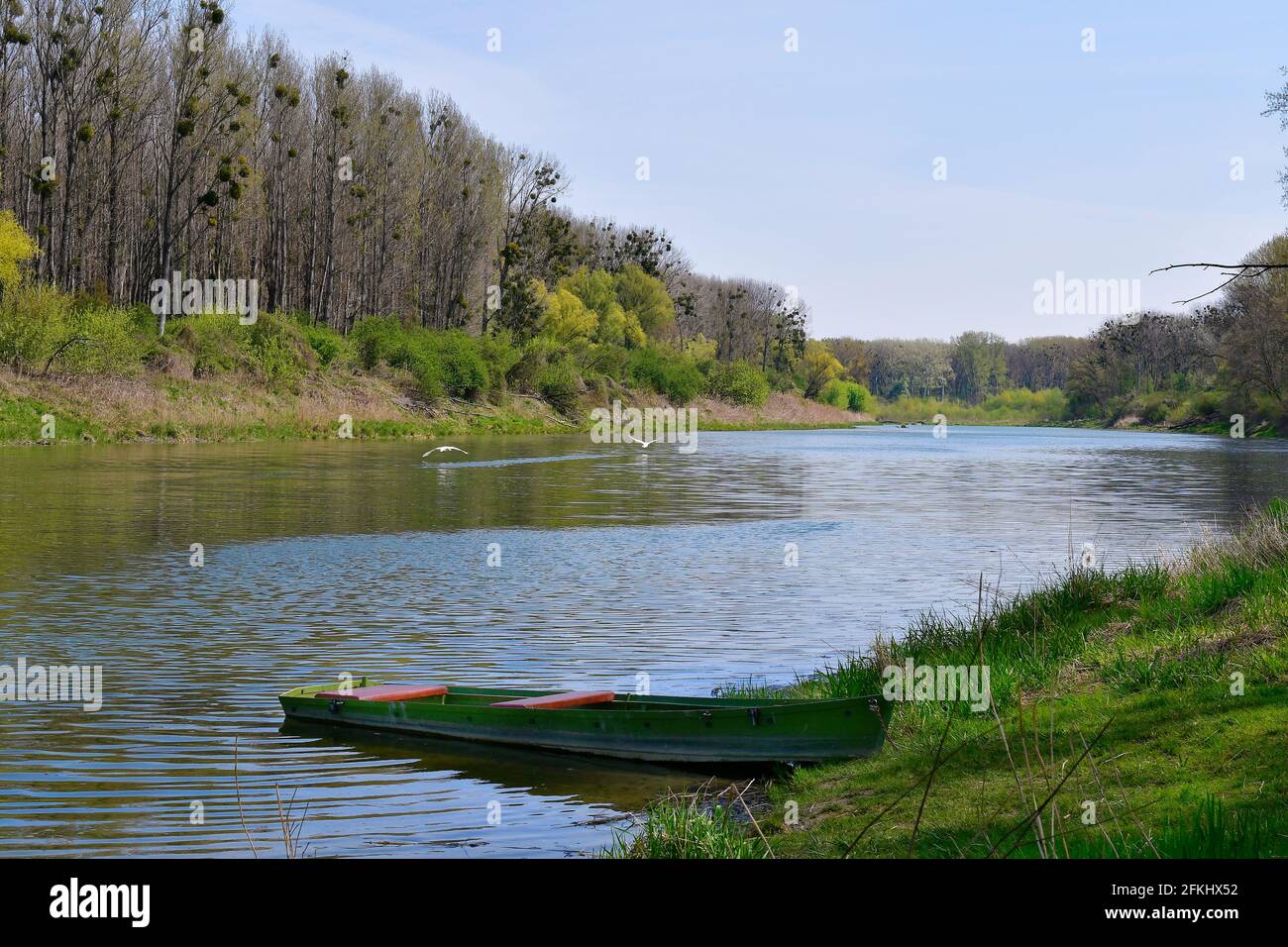 Autriche, paysage avec lac oxbow et vol muet cygne dans le parc national Donau-Auen en Basse-Autriche Banque D'Images