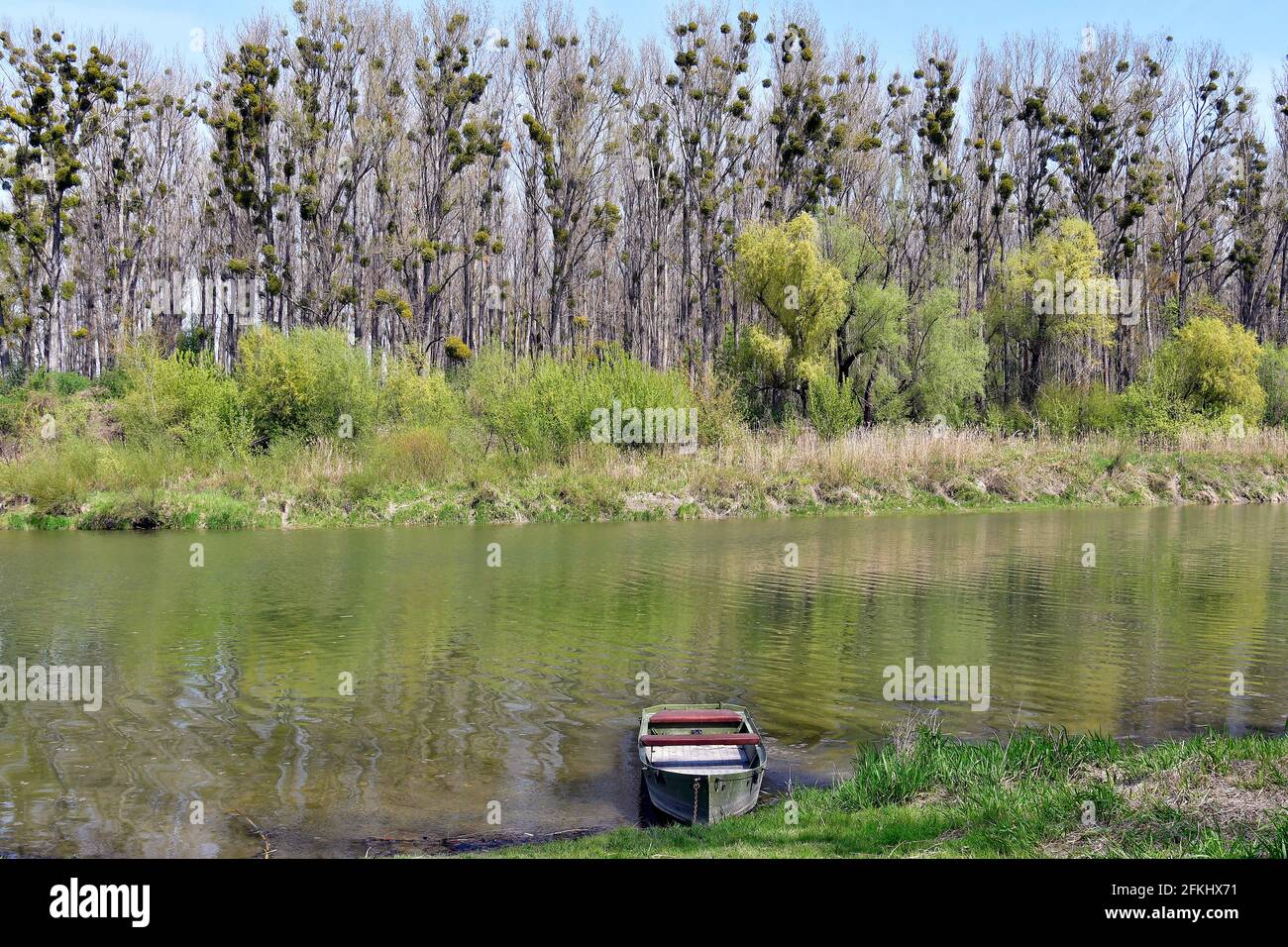 Autriche, bateau à rames dans le lac des arbals et arbres infestés de GUI dans le parc national de Donau-Auen en Basse-Autriche Banque D'Images
