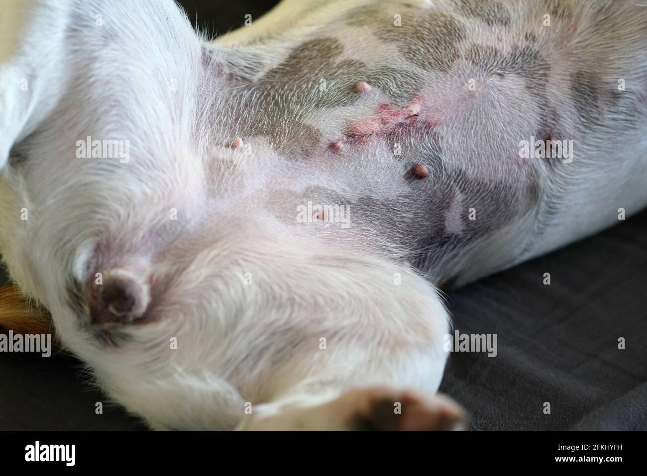 Détails sur le ventre du chien terrier Jack Russell femelle, cicatrice visible après l'opération de spay Banque D'Images