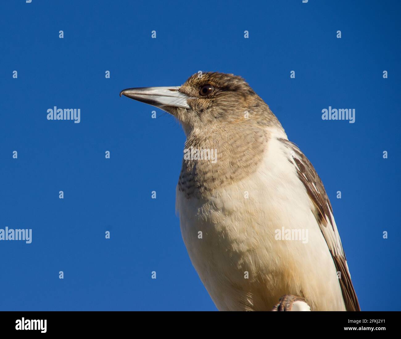 Gros plan du jeune oiseau-butcherbird à pied, Cracticus nigrogularis, perché sur le toit dans le Queensland, en Australie. Arrière-plan du ciel d'hiver bleu clair. Copier l'espace Banque D'Images