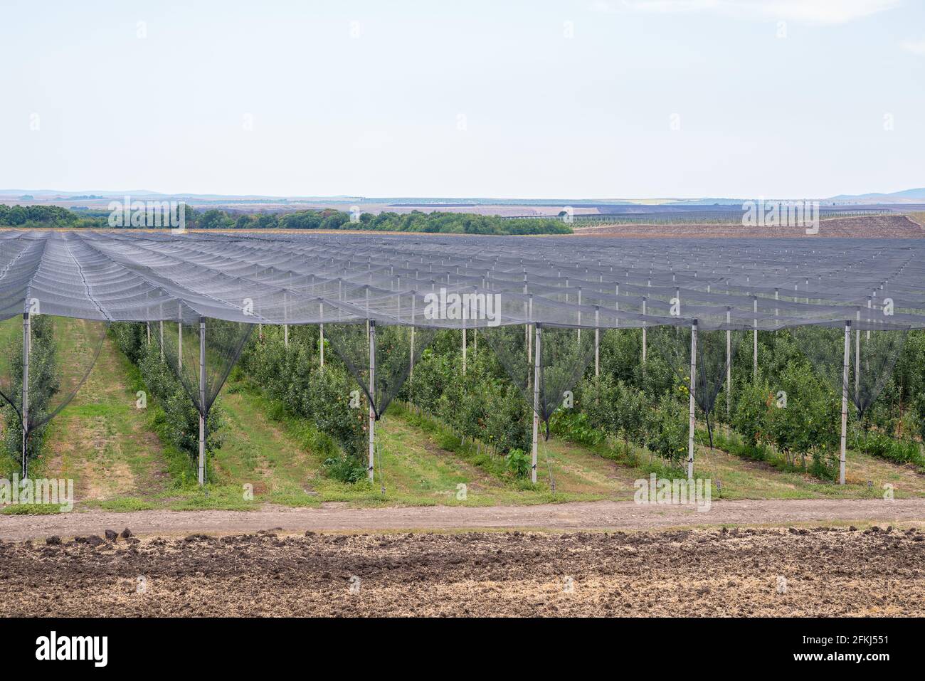 Tige de recouvrement anti-grêle à filet plat. Banque D'Images