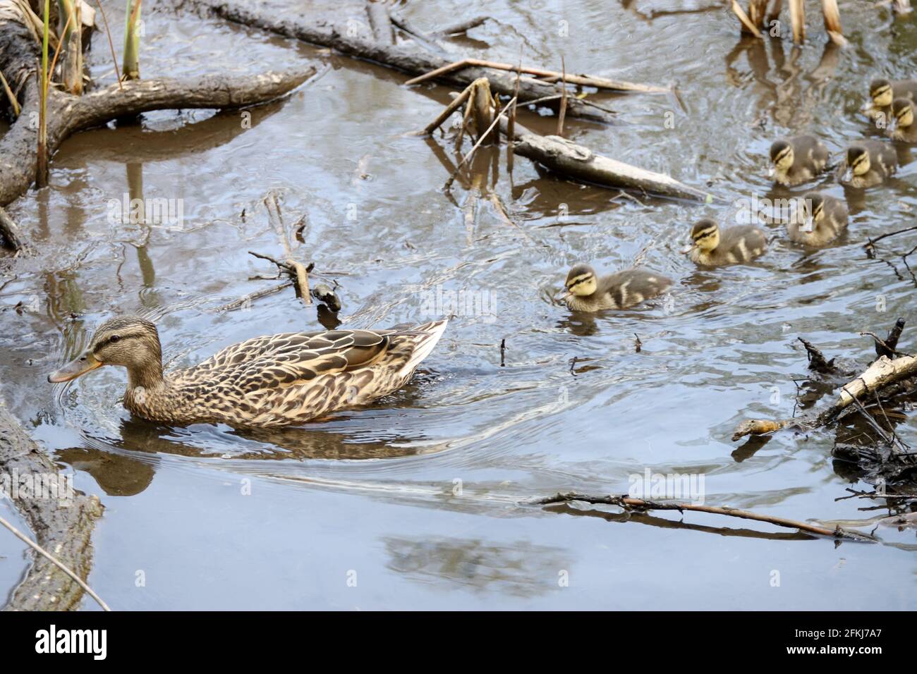 Canetons De Mere Et De Canard Colvert Dans La Nature Canards De Bebe Photo Stock Alamy