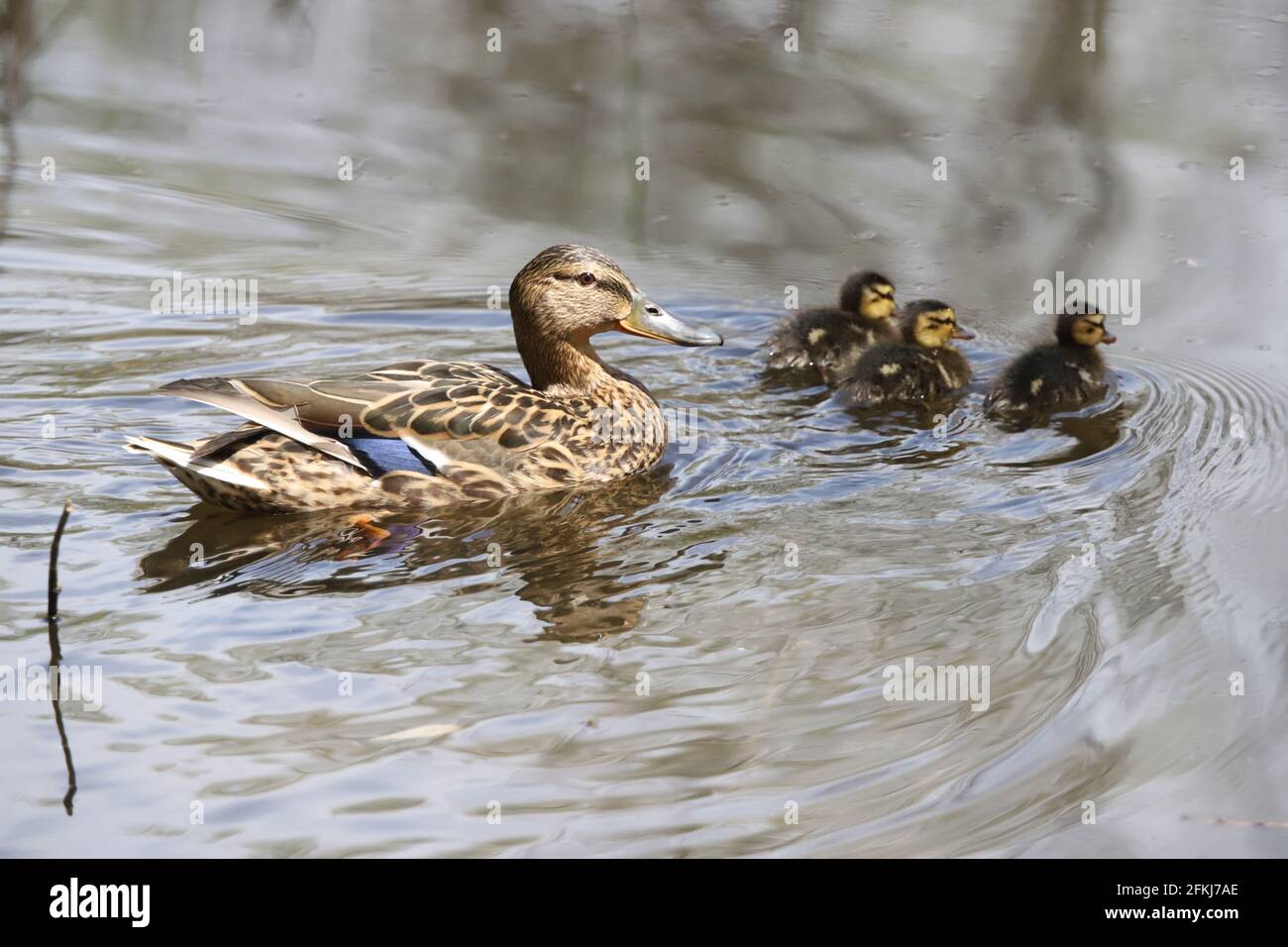 Canetons De Mere Et De Canard Colvert Dans La Nature Canards De Bebe Photo Stock Alamy
