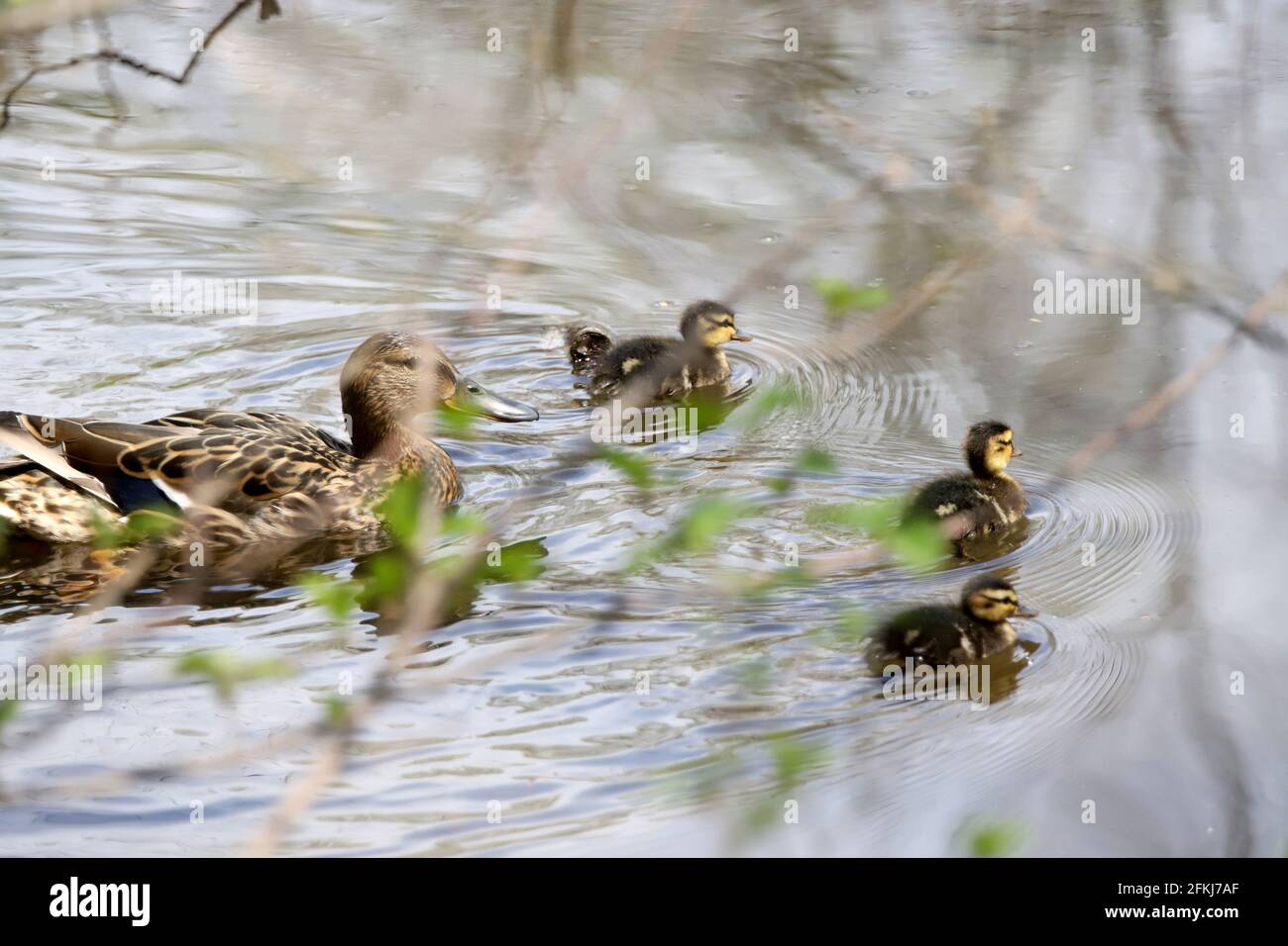 Canetons De Mere Et De Canard Colvert Dans La Nature Canards De Bebe Photo Stock Alamy