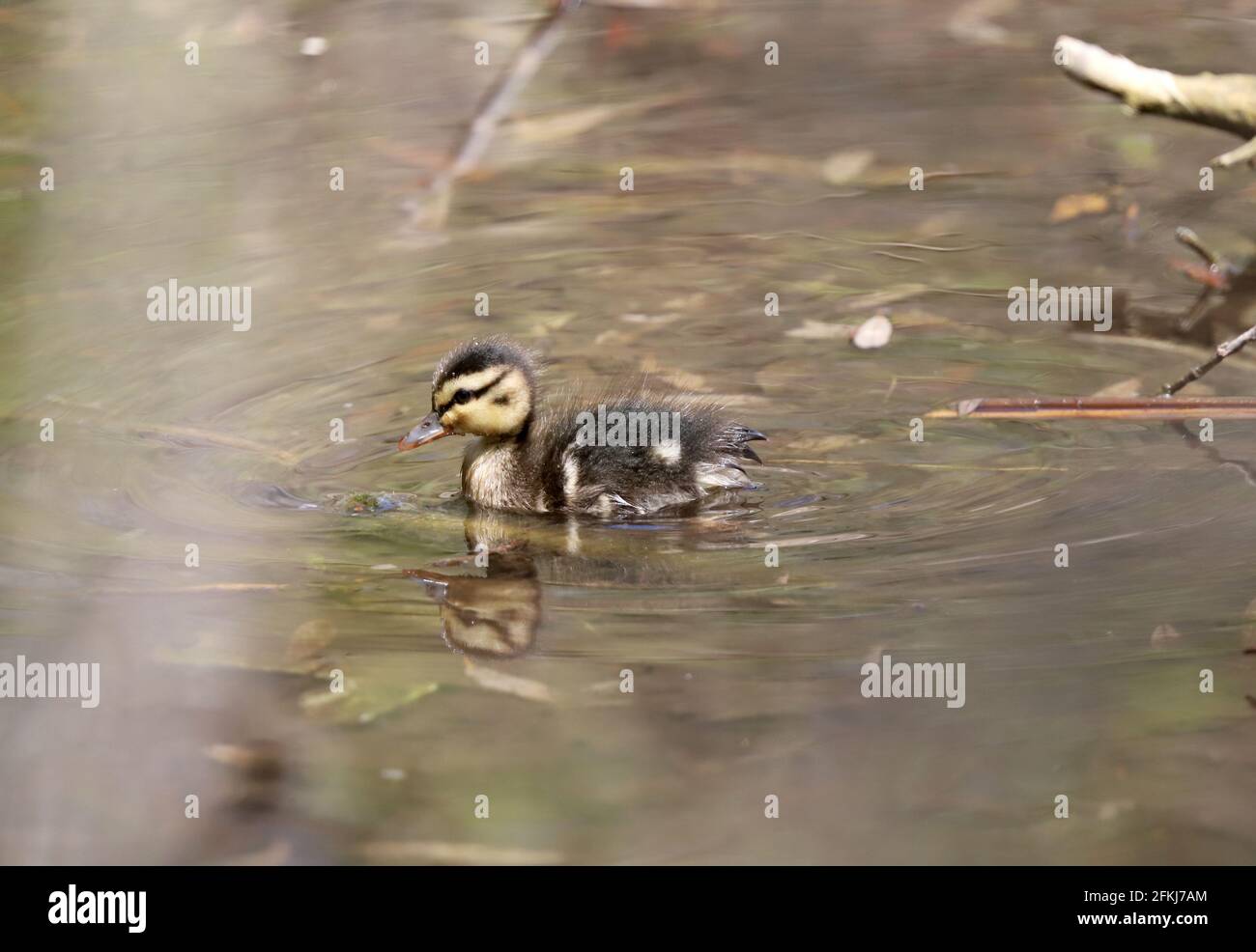 Canards De Bebe Canetons De Canard Colvert Dans La Nature Photo Stock Alamy