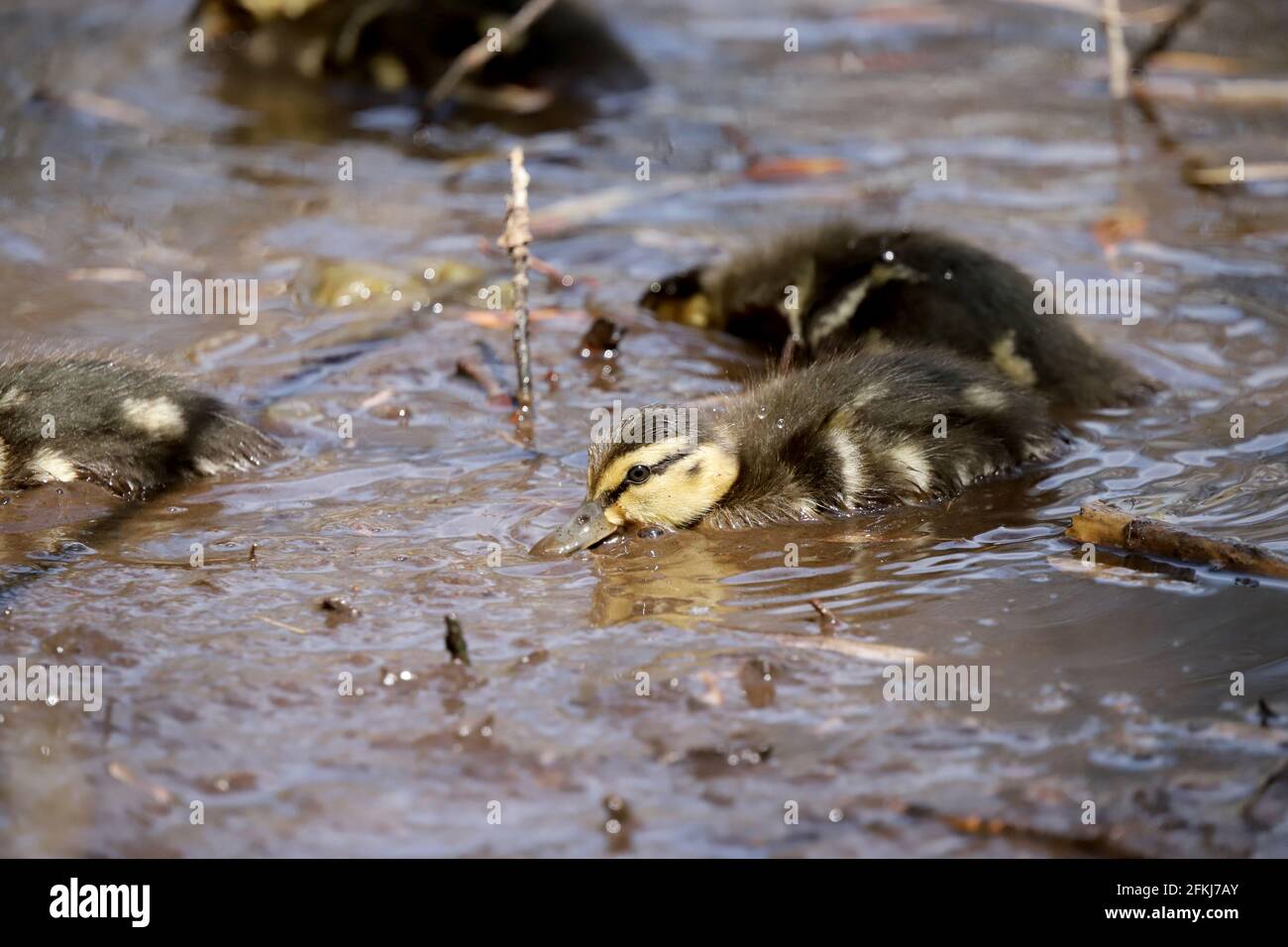 Canards De Bebe Canetons De Canard Colvert Dans La Nature Photo Stock Alamy