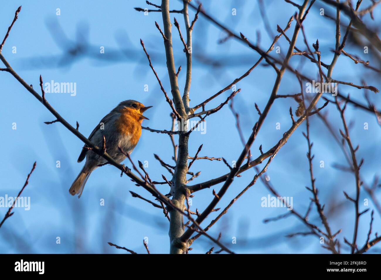 2 mai 2021. La Journée internationale de l'Aube Chorus a lieu le premier dimanche de mai de chaque année. Les gens sont encouragés à sortir tôt le matin pour voir et écouter les oiseaux chanter et pour célébrer la grande symphonie de la nature. Sur la photo, un Robin (erithacus rubecula) chante à la Réserve naturelle locale de Fleet Pond, dans le Hampshire, en Angleterre, au Royaume-Uni. Banque D'Images