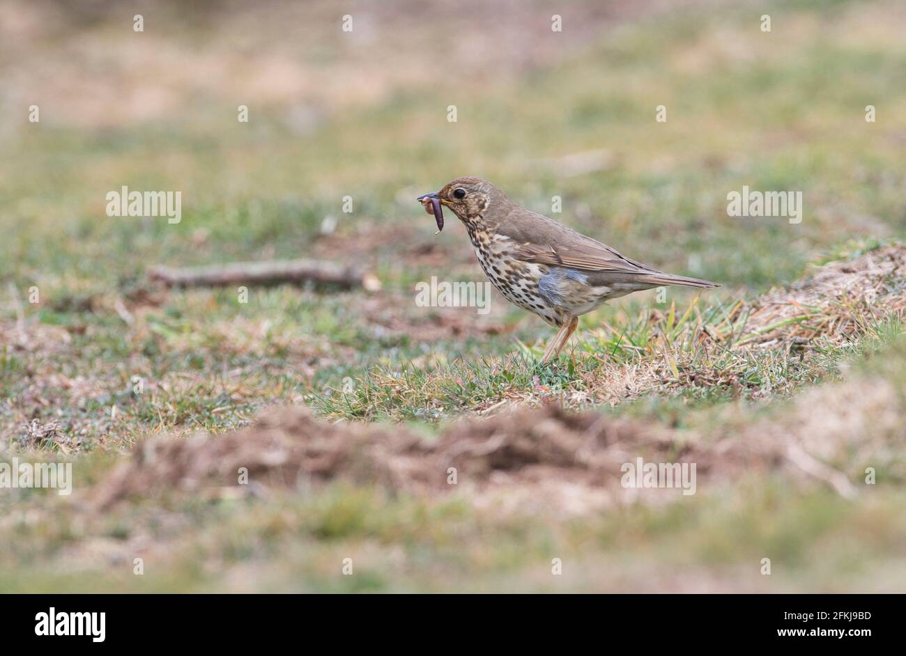 SONG Thrush (Turdus philomelos) nourrissant. L'oiseau a attrapé un ver de terre Banque D'Images SONG Thrush (Turdus philomelos) nourrissant. L'oiseau a attrapé un ver de terre Banque D'Images