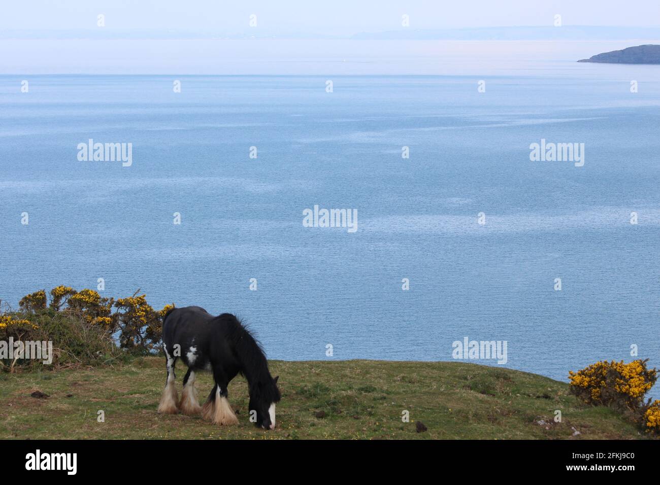 Photographie de chevaux sauvages à la baie de Rhossili, sur la péninsule de Gower, au pays de Galles, au Royaume-Uni Banque D'Images