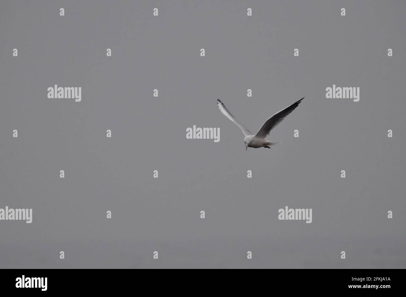 Himmel jagende Möwen an der Küste der Insel Rügen. - les mouettes chassant dans le ciel gris orageux sur la côte de l'islan Banque D'Images